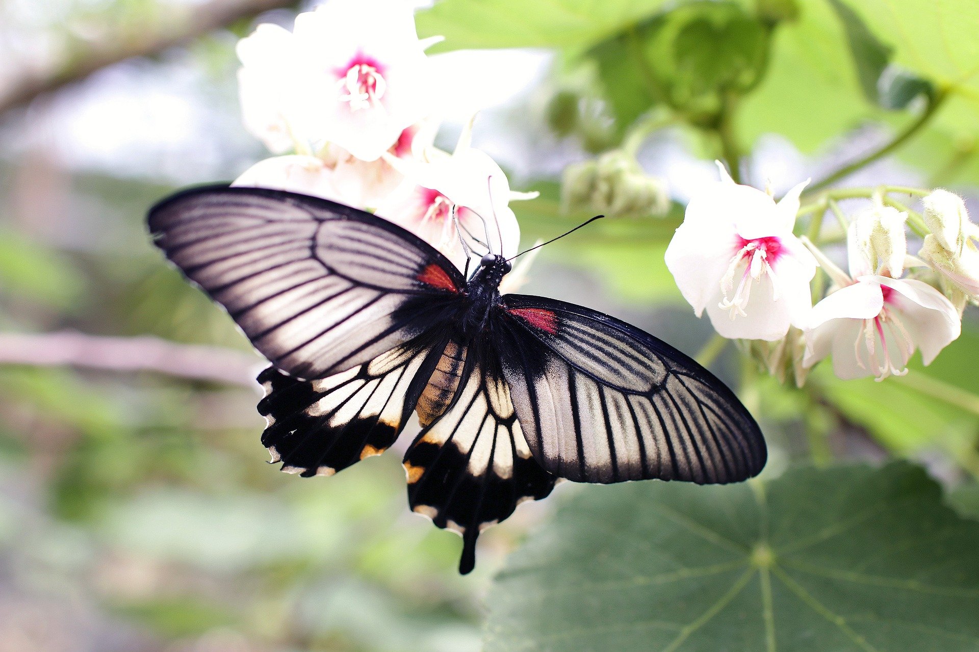 butterfly black white and pink near a small group of white and pink flowers